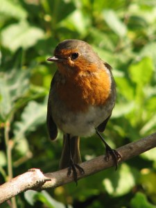 A Robin in the Leitrm Countryside