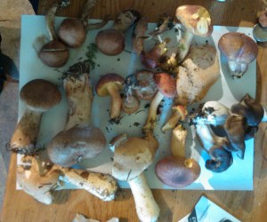 Mixed Mushrooms